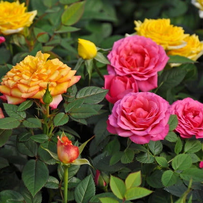 Mini Rose Bush Live Plant in 3.5'' Pot, Miniature Rose Plant Live, 3-5'' Tall, Mini Rose Plant, Live Flower Plant for Office and Home Decoration (Yellow)