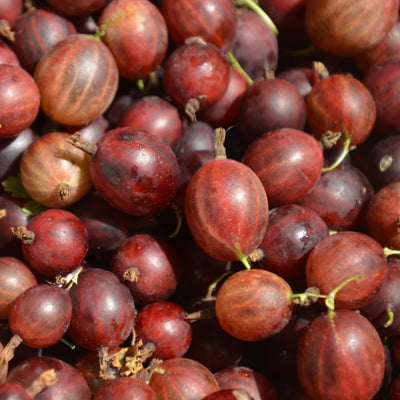 Jeanne Gooseberry Live Plant 5-7 Inch Starter in Soil, No Pot - Sweet Red Gooseberry Fruit Shrub, Thornless Hardy Berry Plant for Outdoor Garden
