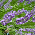 Live Phenomenal Blue Lavender Plant in Quart Pot, Blue Lavender Herb Plant, Fragrant Herb Plants, Perennial Herb for Planting Indoor Outdoor