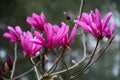Magnolia Tree Live Plant for Planting, Magnolia Flowers Bush 6 to 12 Inches Height, in Pot, Fragrant Magnolia Shrub (Ann Magnolia)