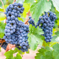 Grape Vine, Grape Plant Live 1-2 Years Old, Sweet Grape Fruit Tree, Very Cold Hardy (Blue Grape)