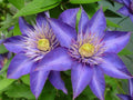Clematis Vine Plant Live for Planting, Clematis Plants Live, 4 to 6 Inch Tall, 2.5 Inc Pot Well Rooted, Clematis Seeds Perennial, Blue Clematis Double Flower