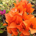 2 Gold Bougainvillea Plants Live Rooted for Garden, Bougainvillea Live Plant, 4 Inc to 6 Inc Tall, Live Bougainvillea Plant
