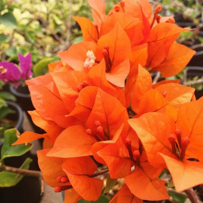 2 Gold Bougainvillea Plants Live Rooted for Garden, Bougainvillea Live Plant, 4 Inc to 6 Inc Tall, Live Bougainvillea Plant