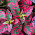 Red Polka Dot Plant Live, Polka Dot House Plant Grow in 3 Inches Pot