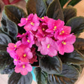 African Violets Plant Live in 4'' Pot, Fast-bloming Indoor Outdoot Flowering Plant with Vibrant Blooms (Blue African Violet)