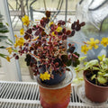 2 Oxalis Triangularis Live Plants, Plum Shamrock Plants Live, Oxalis Plants for Planting