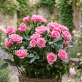 Mini Rose Plant Live, Miniature Rose Bush in 3.5" Pot, Spring Blooming Mini Rose, 4–5" Tall, Indoor Outdoor Flowering Plant for Home Garden