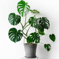 Monstera Plant Live in 4'' Pot, Swiss Cheese Live Plant for Home and Office Decoration, Live Houseplant, 5-7 Inc Tall