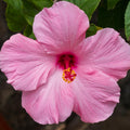 Hardy Hibiscus Plants Live Well-Rooted, Pink Flowers Hibiscus Tree Live Plant for Outdoor Full Sun Spring Planting, 5-9" in Tall, Perennial Growing