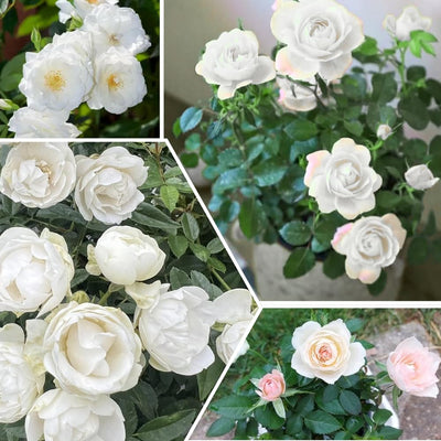 Mini Rose Bush Live Plant in 3.5'' Pot, Miniature Rose Plant Live, 3-5'' Tall, Mini Rose Plant, Live Flower Plant for Office and Home Decoration (White)