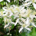 Small White Clematis Live Plant in 2.5" Pot, Flowering Climbing Clematis Vine Starter for Outdoor Garden and Trellis, Well Rooted