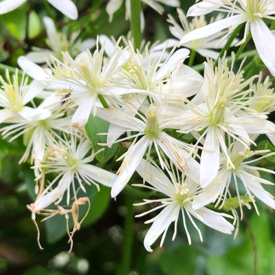 Small White Clematis Live Plant in 2.5" Pot, Flowering Climbing Clematis Vine Starter for Outdoor Garden and Trellis, Well Rooted