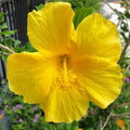 2 Yellow Hibiscus Plants, 3-5 Inch Tall Starter Plants - Live Hibiscus Flower Plants for Outdoor Garden, Patio, and Container Growing