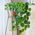 2 Money Plants Live, 5 to 6 Inc Long, Pilea Peperomioides Plant Live for Garden, Money Live Plants