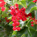 Red Currant Bush Live Plant, Red Currant Plant Live to Grow 5 to 8 Inch Height, Sweet Currant Berry Fruit Starter Plant