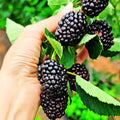 Chester Thornless BlackBerry Plants Live for Planting, 8 Months Old BlackBerry Fruit Tree for Growing Outdoor, High Yielding, Dormant in Winter