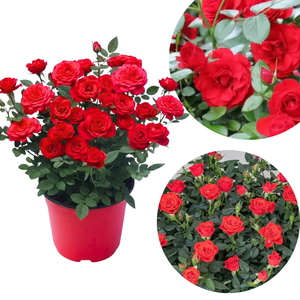 Mini Rose Bush Live Plant in 3.5'' Pot, Miniature Rose Plant Live, 3-5'' Tall, Mini Rose Plant, Live Flower Plant for Office and Home Decoration (Red)