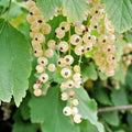 Golden Currant Live Fruit Plant, 6-12" Tall Starter Shrub for Garden, Patio, and Outdoor Spring Growing