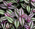 Wandering Jew Plant in 2'' Pot, Tradescantia Plant Live, Tradescantia Trailing Vine, Fast-Growing Indoor Houseplant (Purple Tradescantia Zebrina)