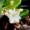 2 Jasmine Live Plants, Live Jasmine Plants, Flower Starter Plant 3 to 5 Inch Tall for Gardening Outdoor