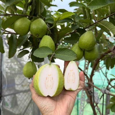 Set 2 White Guava Trees Live Plants, Live Guava Trees Plant, Guava Trees Plant Live, Guava for Growing, 5-10 Inc in Tall, 1 Year Old Seedlings Well Rooted Guava