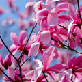 Magnolia Tree Live Plant, Magnolia Flowers Bush, 6-12 Inches Tall, in Pot, Fragrant Magnolia Shrub Ready to Grow (Ann Magnolia)