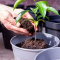 Sets 2 Meyer Lemon Tree Live Plant Potted, 1-2" Starter Yellow Lemon Lime Tree, Fragrant Indoor Outdoor Spring Planting