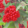 Red Elderberry Tree Live Plant, Berry Shrub, 2-3 Ft Tall