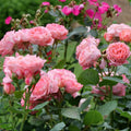 Pink Rose Bushes Ready to Plant, Climbing Roses Live Plants Fragrant, 6-8 Inc Tall in Pot, Year-Round Blooming, Can Grow as Bush or Climber