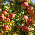 Honey Crisp Apple Tree Plant Live, Sweet Fruit Plant, 6-10 Inch Tall