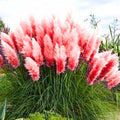 Pack 3 Pampas Grass Plants Live, Ornamental Pampas Grass Live Plants, in 2.5" Pots, Tall Grasses Seedlings (Mix Pampas Grass)