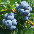 Easy Growing Blueberry Plant Live for Planting, Blueberry Bushes for Planting, 4"-7" Cold Hardy Blueberries Southern Highbush