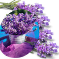 3 Lavender Plants Live Starter Plants Plugs 1-3" in Tall, Hardy Perennial Lavender for Garden and Landscape with Fragrant Purple Blooms, No Pot (Blue Purple)