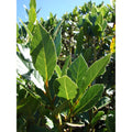 Laurus Nobilis Bay Leaf Tree Plant 6-9 Inches Tall, Sweet Bay Laurel Tree Live Plant for Growing