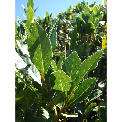 Laurus Nobilis Bay Leaf Tree Plant 6-9 Inches Tall, Sweet Bay Laurel Tree Live Plant for Growing