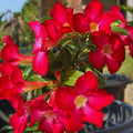 Red Desert Rose Live Plant, Succulent Cactus Plant, Adenium Desert Rose Plant Live, Colorful Bonsai Tree, 4 to 8 Inches Tall
