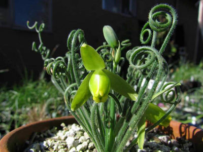 Frizzle Sizzle Albuca Plant Live for Planting in 3 Inc Pot, Rare Succulent Live Plant Albuca Houseplant Curly Grass