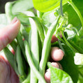 Live Green Bean Plant, Bean Bush Plants, 3-5 Inches Tall