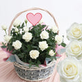 White Mini Rose Plant Live, Miniature Rose Bush in 3.5" Pot, Spring Blooming Mini Rose, 4–5" Tall, Indoor Outdoor Flowering Plant for Home Garden