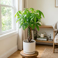 Money Tree, Potted Money Tree Live, 6-10 Inc Tall, Dense Green Foliage, Indoor Houseplant for Modern Home Decor, Easy Care Desk and Living Room Plant