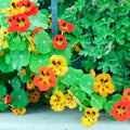 2 Nasturtium Flower Plants, Annual Nasturtium Flowering Vines, Vibrant Blooms 4-6 Inch Tall for Planting Outdoor