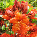 Big 1 Gallon Bright Orange Rhododendron Plants Live, 1-3 Years Old Azalea Plants Live Shrubs Bushes for Planting, Very Well Rooted