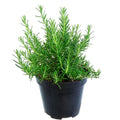 Rosemary Plant in 4 Inch Pot, Fragrant Plants for Indoor Outdoor Planting, Live Perennial Rosemary Plants