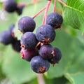 Serviceberry Live Plant, Berry Bush Plant, 1-2 Ft Tall