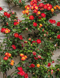 Golden Orange Yellow Roses Plant Live, Multi Color Blooms Rose Bushes Shrubs Live Plant, Orange Gold Rose for Planting, Starter Size, 4 to 10 Inc Tall