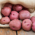 Red Potato Seeds, 60 Seeds True Potato Seeds Vegetable Seeds for Growing