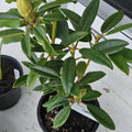 1-2 Feet Rhododendron Plants Live Bush Shrubs in 1 Gallon Pot for Planting, Azalea Bush Ready Plant, Live Rhododendron Plant Azalea (Light Pink)