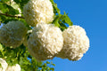 Viburnum Plant Live, Snowball Bushes Plant, 6 to 8 Inc Tall, Snowball Live Plant in 4 Inches Potted, Outdoor Planting