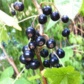 Black Currant Plant Live for Planting 5-9 Inch Tall, Sweet Currant Bush Live Plant, Currant Berries Home Garden